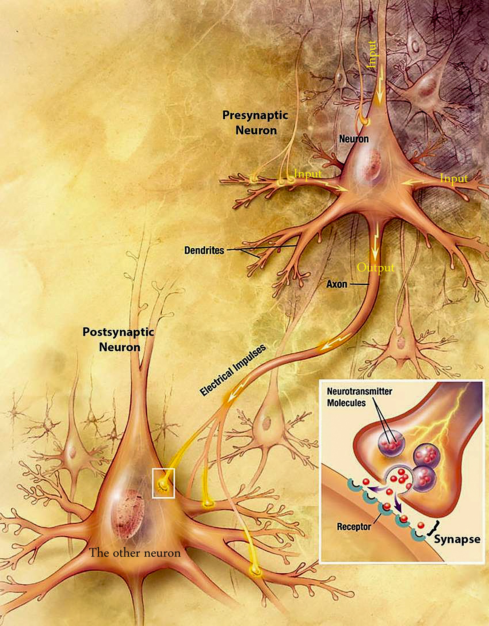 Anatomy of representative neurons in the human brain, with dendrites, cell body, nucleus, and axon labeled